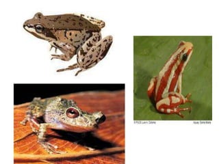 URODELOS Los urodelos son anfibios con el cuerpo alargado, piel desnuda y con glándulas, a veces venenosas, y provistos de cola.Estos animales son más antiguos que las ranas y sapos, y son los anfibios más unidos al ambiente acuáticos.