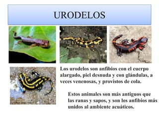 Apodos Ápodo (del gr. ἄπους, ἄποδος) significa carente de patas