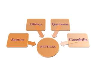 SAURIOS Los saurios (Sauria) son un clado de saurópsidos (reptiles) que incluye todos los diápsidos actuales, así como su ancestro común y todos sus descendientes extintos. El saurio ancestral vivió en el periodo Pérmico y fue probablemente un pequeño reptil con aspecto de lagarto.