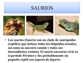 OFIDIOSLas serpientes se caracterizan por la ausencia de extremidades y cuerpo alargado. Algunas poseen mordeduras venenosas que utilizan para matar a sus presas antes de ingerirlas. Otras serpientes matan a sus presas por constricción, por ejemplo estrangulación.
