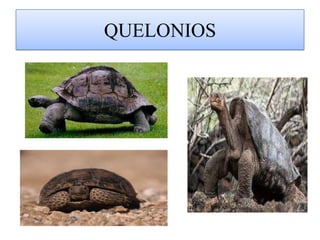   Los quelonios o testudines son un orden de reptiles anápsidos, terrestres, fluviales o marinos, con dos pares de patas cortas y fuertes, mandíbulas sin dientes, pero con pico córneo y fuertes huesos cutáneos, cubiertos de placas o escudos córneos o coriáceos, que forman un caparazón compuesto de un espaldar más o menos convexo y de un peto plano