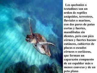 COCODRILIAS Son los reptiles actuales más grandes, su cuerpo es alargado y con grandes mandíbulas, se desplazan arrastrando su barriga sobre la superficie. Están lejanamente emparentados con las aves; de hecho, son sus parientes vivos más cercanos.