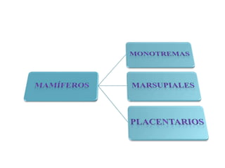 MONOTREMAS Los monotremas o monotremados (Monotremata) son un orden de mamíferos prototerios que incluye las especies actuales de mamíferos más primitivas. Poseen características comunes a reptiles y mamíferos