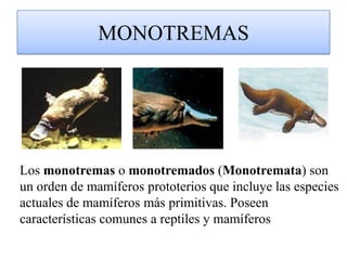 MARSUPIALESLos marsupiales (Marsupialia) o metaterios (Metatheria) son una infraclase de mamíferos terios. Se caracterizan por un corto desarrollo en el útero materno y completar gran parte del crecimiento agarrados a las glándulas mamarias del interior de la bolsa marsupial o marsupio