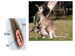 PLACENTARIOSLos placentarios (Placentalia) o euterios (Eutheria) son una infraclase de mamíferos. Se caracterizan porque las crías son retenidas en el útero materno durante largo tiempo donde son alimentadas por una placenta alantoica.