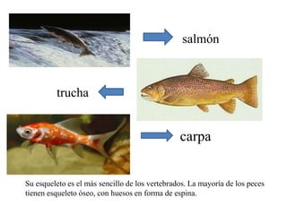 salmóntruchacarpaSu esqueleto es el más sencillo de los vertebrados. La mayoría de los peces tienen esqueleto óseo, con huesos en forma de espina.