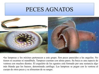 PECES AGNATOS las lampreas y los mixines pertenecen a este grupo. Son peces parecidos a las anguilas. No tienen ni escamas ni mandíbula. Tampoco cuentan con aletas pares. Su boca es una especie de ventosa con muchos dientes. El esqueleto de los agnatos está formado por una sustancia algo más blanda que los huesos, denominada cartílago. Las lampreas se pegan con la ventosa al cuerpo de otros peces y se alimentan de su sangre. PECES CARTILAGINOSOSCondrictios , una de las tres clases de peces vivientes que se caracterizan por tener un esqueleto cartilaginoso. Todas las especies de condrictios poseen unas escamas afiladas que parecen dientes (llamadas escamas placoideas). A veces, como ocurre en la raya venenosa , estas escamas están modificadas formando púas. Los dientes , que también son escamas modificadas, no suelen estar fusionados a las mandíbulas y se desprenden y reemplazan progresivamente. 