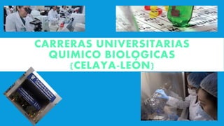 CARRERAS UNIVERSITARIAS
QUIMICO BIOLOGICAS
(CELAYA-LEÓN)
 