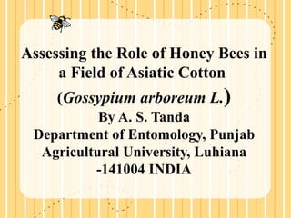 Assessing the Role of Honey Bees in a Field of Asiatic Cotton  ( Gossypium arboreum L. ) By A. S. Tanda Department of Entomology, Punjab Agricultural University, Luhiana -141004 INDIA 