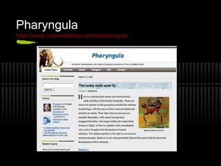Pharyngula
http://www.scienceblogs.com/pharyngula
 