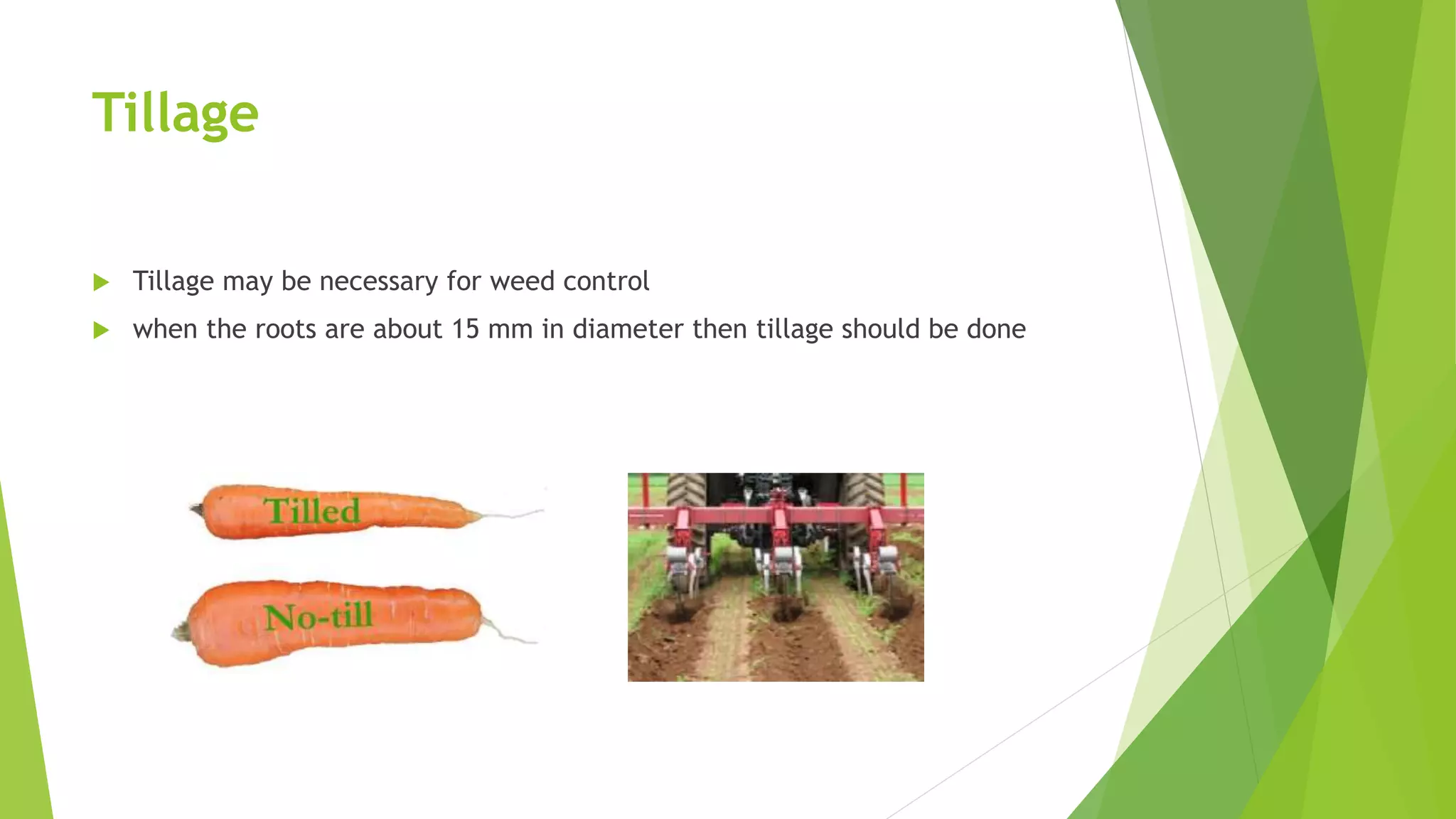 Tillage
 Tillage may be necessary for weed control
 when the roots are about 15 mm in diameter then tillage should be done
 