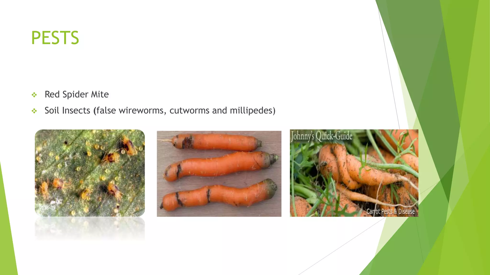 PESTS
 Red Spider Mite
 Soil Insects (false wireworms, cutworms and millipedes)
 