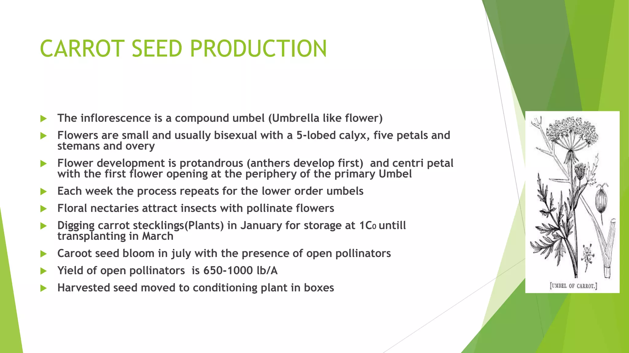 CARROT SEED PRODUCTION
 The inflorescence is a compound umbel (Umbrella like flower)
 Flowers are small and usually bisexual with a 5-lobed calyx, five petals and
stemans and overy
 Flower development is protandrous (anthers develop first) and centri petal
with the first flower opening at the periphery of the primary Umbel
 Each week the process repeats for the lower order umbels
 Floral nectaries attract insects with pollinate flowers
 Digging carrot stecklings(Plants) in January for storage at 1C0 untill
transplanting in March
 Caroot seed bloom in july with the presence of open pollinators
 Yield of open pollinators is 650-1000 lb/A
 Harvested seed moved to conditioning plant in boxes
 