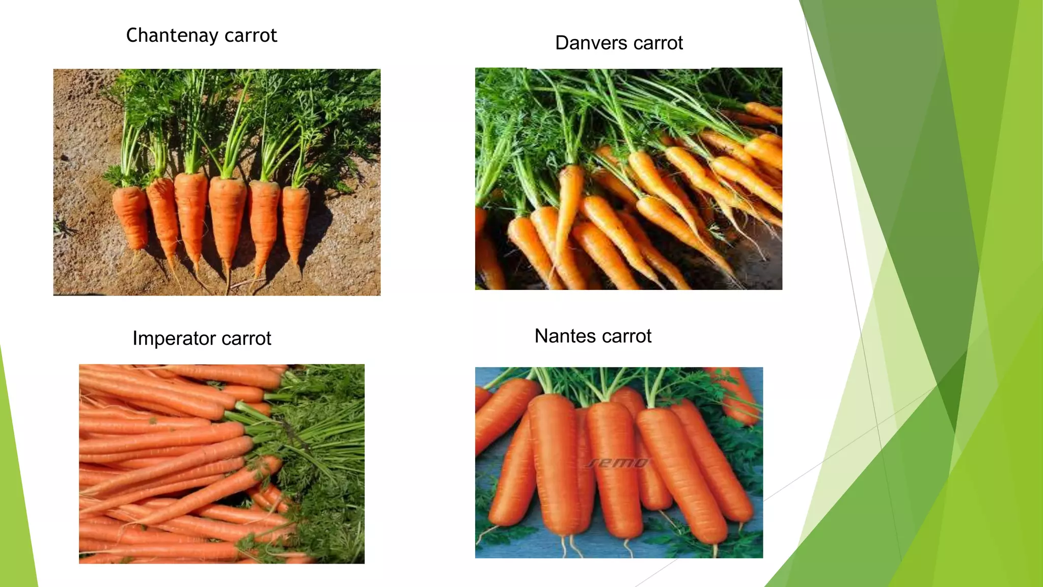 Chantenay carrot Danvers carrot
Imperator carrot Nantes carrot
 