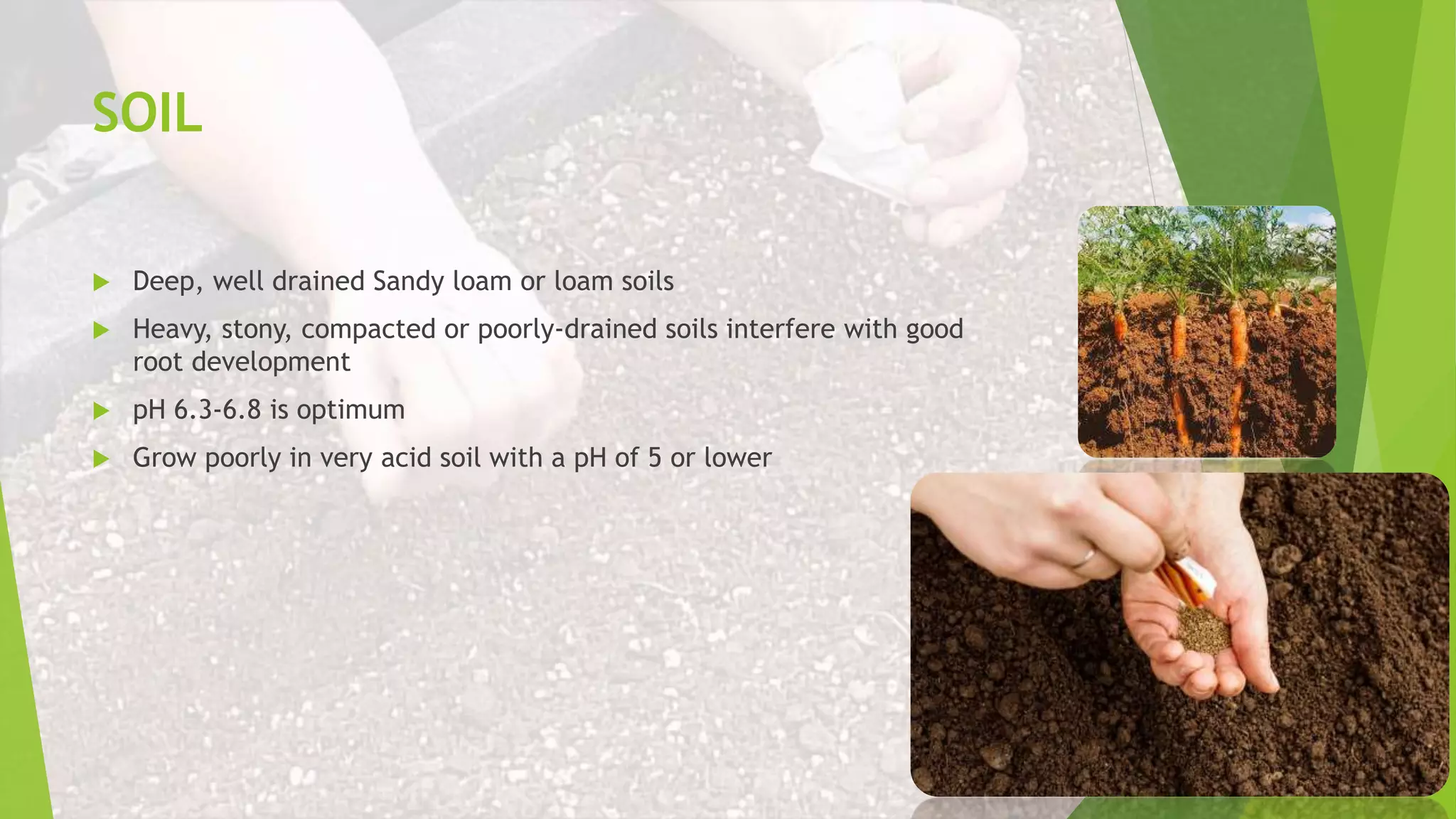 SOIL
 Deep, well drained Sandy loam or loam soils
 Heavy, stony, compacted or poorly-drained soils interfere with good
root development
 pH 6.3-6.8 is optimum
 Grow poorly in very acid soil with a pH of 5 or lower
 