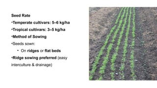 Seed production technology of Carrot.pptx