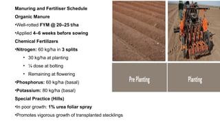 Fym Well Rotted Seed production technology of Carrot.pptx