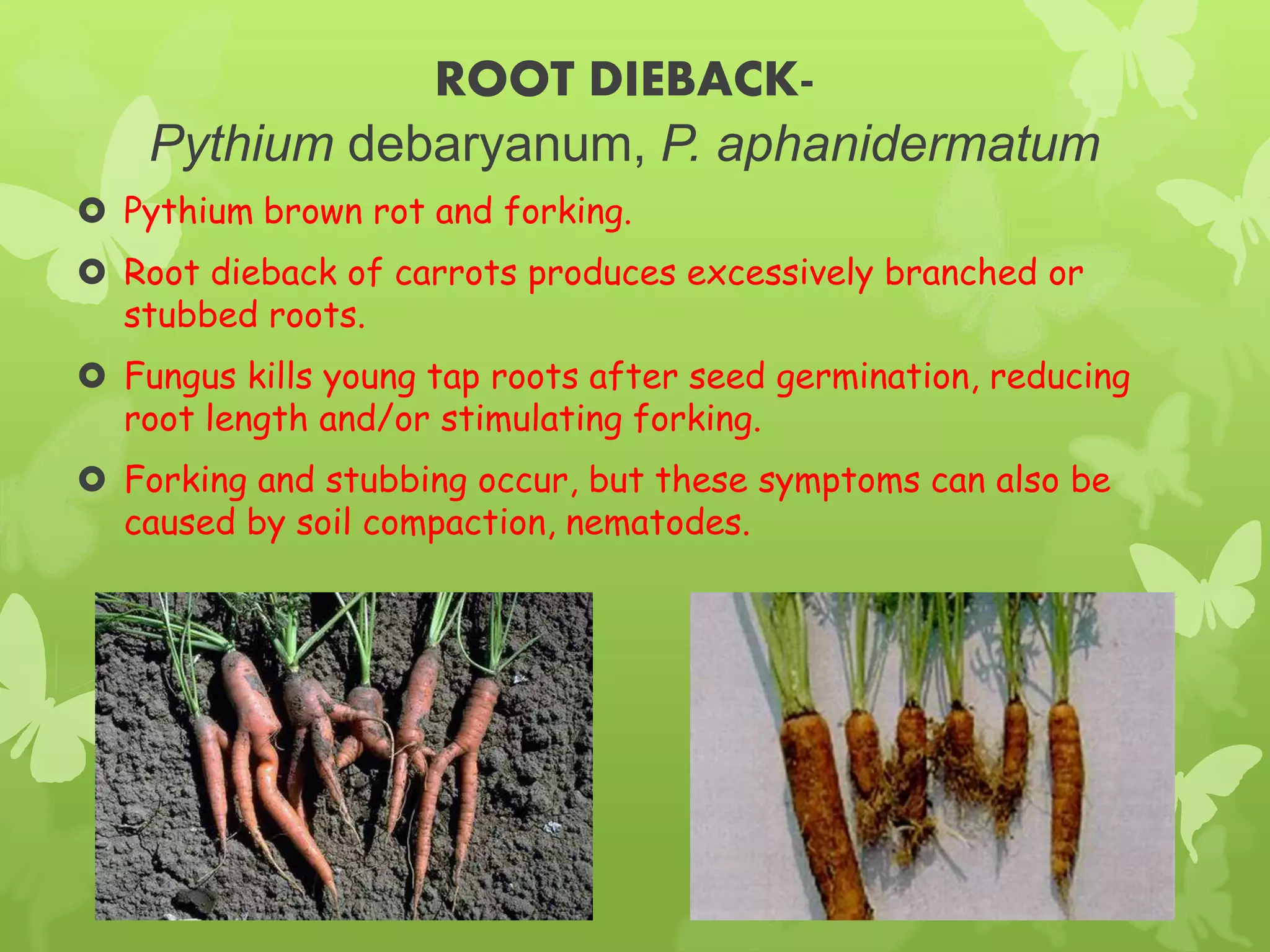 ROOT DIEBACK-
Pythium debaryanum, P. aphanidermatum
 Pythium brown rot and forking.
 Root dieback of carrots produces excessively branched or
stubbed roots.
 Fungus kills young tap roots after seed germination, reducing
root length and/or stimulating forking.
 Forking and stubbing occur, but these symptoms can also be
caused by soil compaction, nematodes.
 