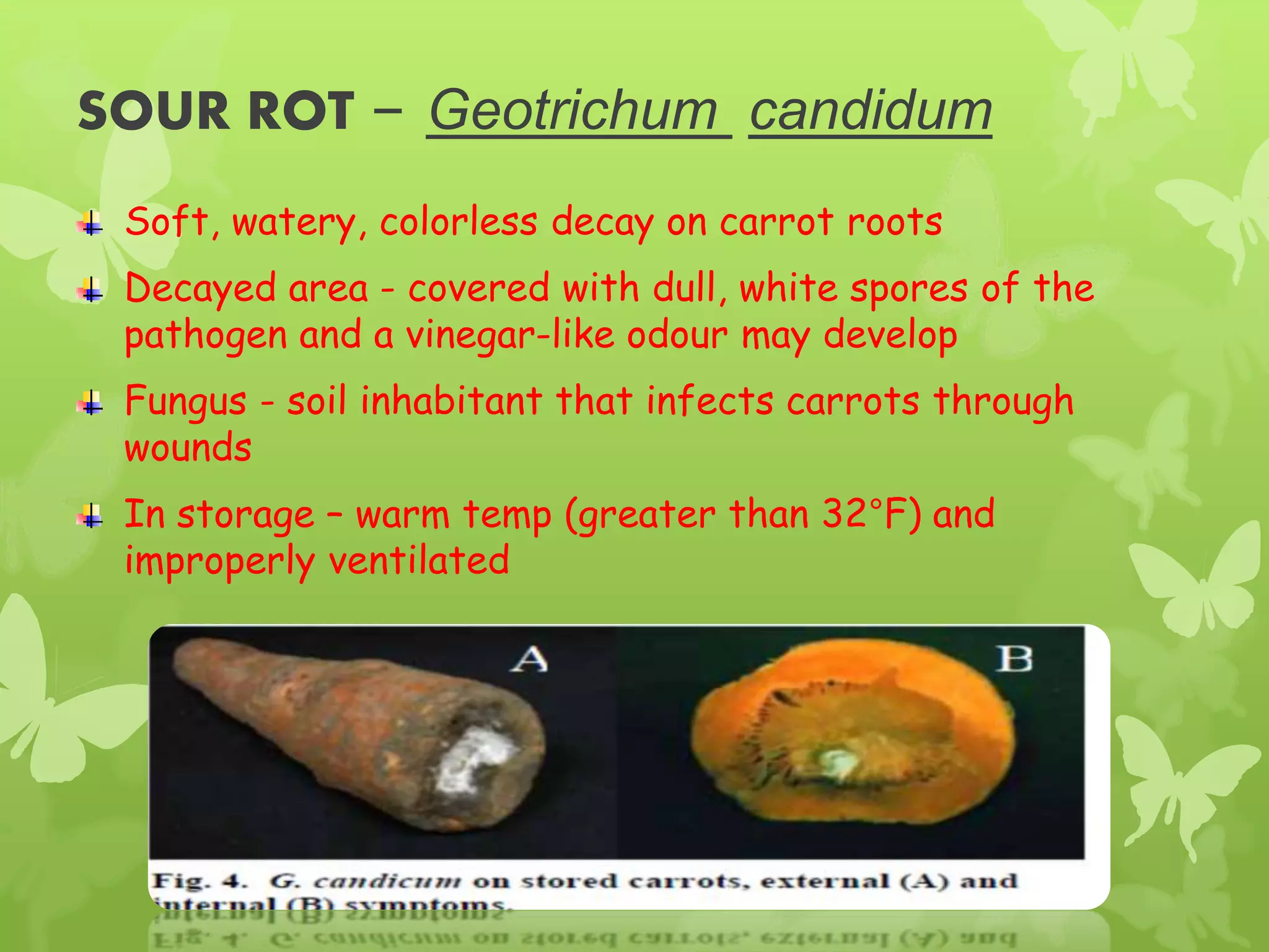 SOUR ROT – Geotrichum candidum
Soft, watery, colorless decay on carrot roots
Decayed area - covered with dull, white spores of the
pathogen and a vinegar-like odour may develop
Fungus - soil inhabitant that infects carrots through
wounds
In storage – warm temp (greater than 32°F) and
improperly ventilated
 