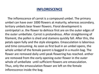 INFLORESCENCE
The inflorescence of carrot is a compound umbel. The primary
umbel can have over 1000 flowers at maturity, whereas secondary,
tertiary umbels bear fewer flowers. Floral development is
centripetal i.e. the flower to dehisce first are on the outer edges of
the outer umbellate. Carrot is protandrous. After straightening of
filament, the pollen is shed and stamens quickly fall. After this, the
petals open fully and the style elongates. Emasculation is laborious
and time consuming. As soon as first bud in an umbel opens, the
whole umbel of the female parent is bagged in a muslin bag. The
flower are removed daily until peak flowering has reached. anther
are removed from the early opening outer flower in the outer
whole of umbellate until sufficient flowers are emasculation.
Thus, only the emasculation flower are left on the female
inflorescence inside the bag.
 