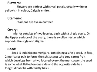 Flowers:
Flowers are perfect with small petals, usually white or
yellowish in colour, Calyx is entire.
Stamens:
Stamens are five in number.
Ovary:
Inferior consists of two locules, each with a single ovule. On
the Upper surface of the ovary, there is swollen nectar which
supports the style and stigma.
Seed:
Seed is indehiscent mericarp, containing a single seed. In fact ,
2 mericarps pair to form the schizocarps ,the true carrot fruit
which develops from a two loculed ovary .the mericarpor the seed
is some what flatted on one side and the opposite side has
longitudinal ribs with bristly hairs .
 