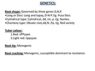 GENETICS:
Root shape: Governed by three genes D,N,P.
•Long or Desi: Long and tapay, D-N-P. Eg. Pusa Desi.
•Cylindrical type: Cylindrical, dd, nn, p. Eg. Nantes.
•Chanteny type: Obvate root,dd,N-,Pp. Eg. Red variety
Tuber colour:
1.Red: iiPPyyee
2.Light red: iippyyee
Root tip: Monogenic
Root cracking: Monogenic, susceptible dominant to resistance.
 