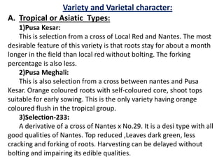 Variety and Varietal character:
A. Tropical or Asiatic Types:
1)Pusa Kesar:
This is selection from a cross of Local Red and Nantes. The most
desirable feature of this variety is that roots stay for about a month
longer in the field than local red without bolting. The forking
percentage is also less.
2)Pusa Meghali:
This is also selection from a cross between nantes and Pusa
Kesar. Orange coloured roots with self-coloured core, shoot tops
suitable for early sowing. This is the only variety having orange
coloured flush in the tropical group.
3)Selection-233:
A derivative of a cross of Nantes x No.29. It is a desi type with all
good qualities of Nantes. Top reduced ,Leaves dark green, less
cracking and forking of roots. Harvesting can be delayed without
bolting and impairing its edible qualities.
 