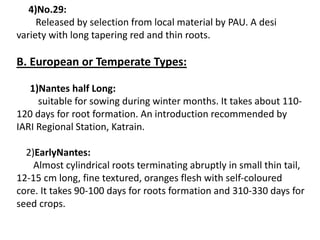 4)No.29:
Released by selection from local material by PAU. A desi
variety with long tapering red and thin roots.
B. European or Temperate Types:
1)Nantes half Long:
suitable for sowing during winter months. It takes about 110-
120 days for root formation. An introduction recommended by
IARI Regional Station, Katrain.
2)EarlyNantes:
Almost cylindrical roots terminating abruptly in small thin tail,
12-15 cm long, fine textured, oranges flesh with self-coloured
core. It takes 90-100 days for roots formation and 310-330 days for
seed crops.
 