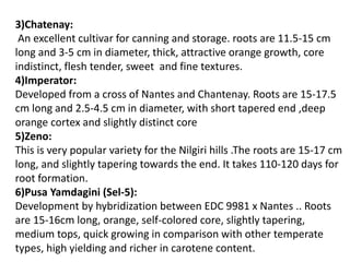 3)Chatenay:
An excellent cultivar for canning and storage. roots are 11.5-15 cm
long and 3-5 cm in diameter, thick, attractive orange growth, core
indistinct, flesh tender, sweet and fine textures.
4)Imperator:
Developed from a cross of Nantes and Chantenay. Roots are 15-17.5
cm long and 2.5-4.5 cm in diameter, with short tapered end ,deep
orange cortex and slightly distinct core
5)Zeno:
This is very popular variety for the Nilgiri hills .The roots are 15-17 cm
long, and slightly tapering towards the end. It takes 110-120 days for
root formation.
6)Pusa Yamdagini (Sel-5):
Development by hybridization between EDC 9981 x Nantes .. Roots
are 15-16cm long, orange, self-colored core, slightly tapering,
medium tops, quick growing in comparison with other temperate
types, high yielding and richer in carotene content.
 