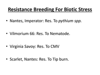 Resistance Breeding For Biotic Stress
• Nantes, Imperator: Res. To pythium spp.
• Vilmorium 66: Res. To Nematode.
• Virginia Savoy: Res. To CMV
• Scarlet, Nantes: Res. To Tip burn.
 