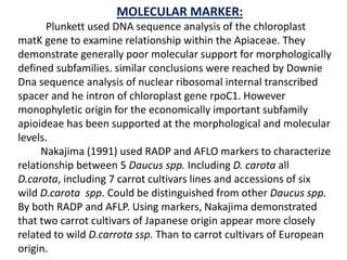 MOLECULAR MARKER:
Plunkett used DNA sequence analysis of the chloroplast
matK gene to examine relationship within the Apiaceae. They
demonstrate generally poor molecular support for morphologically
defined subfamilies. similar conclusions were reached by Downie
Dna sequence analysis of nuclear ribosomal internal transcribed
spacer and he intron of chloroplast gene rpoC1. However
monophyletic origin for the economically important subfamily
apioideae has been supported at the morphological and molecular
levels.
Nakajima (1991) used RADP and AFLO markers to characterize
relationship between 5 Daucus spp. Including D. carota all
D.carota, including 7 carrot cultivars lines and accessions of six
wild D.carota spp. Could be distinguished from other Daucus spp.
By both RADP and AFLP. Using markers, Nakajima demonstrated
that two carrot cultivars of Japanese origin appear more closely
related to wild D.carrota ssp. Than to carrot cultivars of European
origin.
 