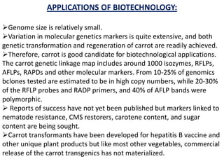 APPLICATIONS OF BIOTECHNOLOGY:
Genome size is relatively small.
Variation in molecular genetics markers is quite extensive, and both
genetic transformation and regeneration of carrot are readily achieved.
Therefore, carrot is good candidate for biotechnological applications.
The carrot genetic linkage map includes around 1000 isozymes, RFLPs,
AFLPs, RAPDs and other molecular markers. From 10-25% of genomics
bclones tested are estimated to be in high copy numbers, while 20-30%
of the RFLP probes and RADP primers, and 40% of AFLP bands were
polymorphic.
 Reports of success have not yet been published but markers linked to
nematode resistance, CMS restorers, carotene content, and sugar
content are being sought.
Carrot transformants have been developed for hepatitis B vaccine and
other unique plant products but like most other vegetables, commercial
release of the carrot transgenics has not materialized.
 