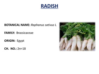 RADISH
BOTANICAL NAME: Raphanus sativus L
FAMILY: Brassicaceae
ORIGIN: Egypt
CH. NO.: 2n=18
 