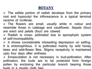 BOTANY
 The edible portion of radish develops from the primary
root and hypocotyl the inflorescence is a typical terminal
raceme of crciferae.
 The flowers are small, usually white in colour and
resemble those in cabbage and cauliflower. Sepals (four)
are erect and petals (four) are clawed.
 Radish is cross- pollinated due to sporophytic system
of self-incompatibility.
 It shows considerable inbreeding depression on selfing.
It is entomophilous. It is pollinated mainly by wild honey
bees and wild-flower flies. Stigma receptivity is maintained
upto four days after anthesis.
 Emasculation is not necessary in bud-pollination. After
pollination, the buds are to be protected from foreign
pollen by enclosing the particular branch bearing those
 