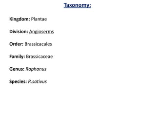 Taxonomy:
Kingdom: Plantae
Division: Angioserms
Order: Brassicacales
Family: Brassicaceae
Genus: Raphanus
Species: R.sativus
 