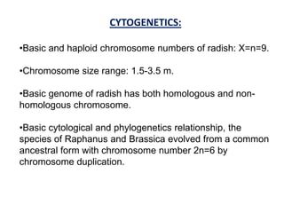 CYTOGENETICS:
•Basic and haploid chromosome numbers of radish: X=n=9.
•Chromosome size range: 1.5-3.5 m.
•Basic genome of radish has both homologous and non-
homologous chromosome.
•Basic cytological and phylogenetics relationship, the
species of Raphanus and Brassica evolved from a common
ancestral form with chromosome number 2n=6 by
chromosome duplication.
 