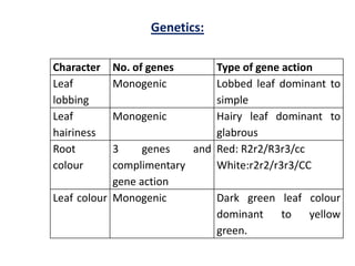 Character No. of genes Type of gene action
Leaf
lobbing
Monogenic Lobbed leaf dominant to
simple
Leaf
hairiness
Monogenic Hairy leaf dominant to
glabrous
Root
colour
3 genes and
complimentary
gene action
Red: R2r2/R3r3/cc
White:r2r2/r3r3/CC
Leaf colour Monogenic Dark green leaf colour
dominant to yellow
green.
Genetics:
 