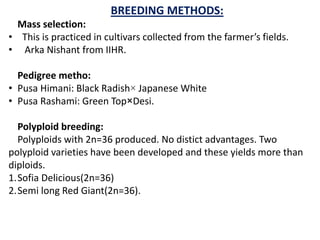 BREEDING METHODS:
Mass selection:
• This is practiced in cultivars collected from the farmer’s fields.
• Arka Nishant from IIHR.
Pedigree metho:
• Pusa Himani: Black Radish× Japanese White
• Pusa Rashami: Green Top×Desi.
Polyploid breeding:
Polyploids with 2n=36 produced. No distict advantages. Two
polyploid varieties have been developed and these yields more than
diploids.
1.Sofia Delicious(2n=36)
2.Semi long Red Giant(2n=36).
 