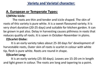 Variety and Varietal character:
A. European or Temperate Types:
1)White Icicle:
The roots are thin and tender and icicle shaped. The skin of
roots of this variety is pure white. It is a sweet flavoured variety. It is
very short duration (20-25 days) and suitable for kitchen garden. It can
be grown in pot also. Delay in harvesting causes pithiness in roots that
reduces quality of roots. It is sown in October-November in plains.
2)Scarlet Globe:
It is an early variety takes about 25-30 days for' development of
harvestable roots, Outer skin of roots is scarlet in colour with white
tip, flesh is pure white. Roots are round in shape.
3)Scarlet Long:
It is an early variety (25-30 days). Leaves are 15-20 cm in length
and light green in colour. The roots are long and tapering to a point.
 