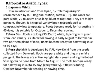 B.Tropical or Asiatic Types:
1) Japanese White:
It in an introduction ' from Japan, c.v. "Shiroaguri-kiyO"
recommended by IAR! Regional Station, Katrain (HP). The roots are
pure white, 20 to 30 cm or so long, blunt at root-end. They are mildly
pungent. Though, it is tropical variety but it responds well to
comparatively low temperature. Roots become ready for harvesting in
45 days, It is suitable for October to December sowing.
2)Pusa Desi: Roots are long (30-35 cm) white, tapering with green
stem -end variety is suitable for sowing in early August to October in
two northern plains of India, Roots become ready for harvesting in 45
to 50 days.
3)Pusa chetki: It is developed by IARI, New Delhi from the seeds
collected from Denmark. Roots are pure white and they are mildly
pungent. The leaves are entire, upright, dark green and siightiy lobed.
Sowing can be done from March to August. The roots become ready
for harvesting in 40 to 45 days (early variety). It flowers during
October-November depending on sowing time.
 