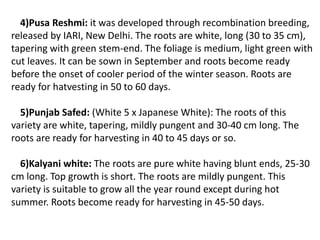 4)Pusa Reshmi: it was developed through recombination breeding,
released by IARI, New Delhi. The roots are white, long (30 to 35 cm),
tapering with green stem-end. The foliage is medium, light green with
cut leaves. It can be sown in September and roots become ready
before the onset of cooler period of the winter season. Roots are
ready for hatvesting in 50 to 60 days.
5)Punjab Safed: (White 5 x Japanese White): The roots of this
variety are white, tapering, mildly pungent and 30-40 cm long. The
roots are ready for harvesting in 40 to 45 days or so.
6)Kalyani white: The roots are pure white having blunt ends, 25-30
cm long. Top growth is short. The roots are mildly pungent. This
variety is suitable to grow all the year round except during hot
summer. Roots become ready for harvesting in 45-50 days.
 