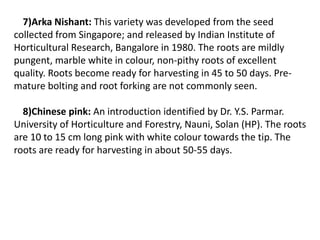 7)Arka Nishant: This variety was developed from the seed
collected from Singapore; and released by Indian Institute of
Horticultural Research, Bangalore in 1980. The roots are mildly
pungent, marble white in colour, non-pithy roots of excellent
quality. Roots become ready for harvesting in 45 to 50 days. Pre-
mature bolting and root forking are not commonly seen.
8)Chinese pink: An introduction identified by Dr. Y.S. Parmar.
University of Horticulture and Forestry, Nauni, Solan (HP). The roots
are 10 to 15 cm long pink with white colour towards the tip. The
roots are ready for harvesting in about 50-55 days.
 