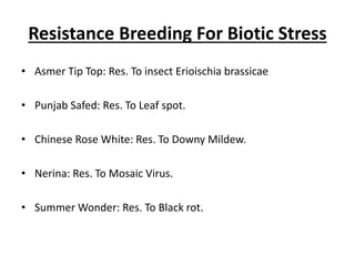 Resistance Breeding For Biotic Stress
• Asmer Tip Top: Res. To insect Erioischia brassicae
• Punjab Safed: Res. To Leaf spot.
• Chinese Rose White: Res. To Downy Mildew.
• Nerina: Res. To Mosaic Virus.
• Summer Wonder: Res. To Black rot.
 