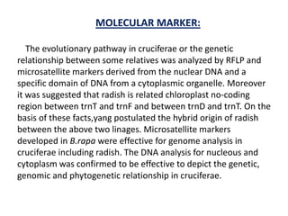 MOLECULAR MARKER:
The evolutionary pathway in cruciferae or the genetic
relationship between some relatives was analyzed by RFLP and
microsatellite markers derived from the nuclear DNA and a
specific domain of DNA from a cytoplasmic organelle. Moreover
it was suggested that radish is related chloroplast no-coding
region between trnT and trnF and between trnD and trnT. On the
basis of these facts,yang postulated the hybrid origin of radish
between the above two linages. Microsatellite markers
developed in B.rapa were effective for genome analysis in
cruciferae including radish. The DNA analysis for nucleous and
cytoplasm was confirmed to be effective to depict the genetic,
genomic and phytogenetic relationship in cruciferae.
 