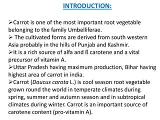 INTRODUCTION:
Carrot is one of the most important root vegetable
belonging to the family Umbelliferae.
 The cultivated forms are derived from south western
Asia probably in the hills of Punjab and Kashmir.
It is a rich source of alfa and ß carotene and a vital
precursor of vitamin A.
Uttar Pradesh having maximum production, Bihar having
highest area of carrot in india.
Carrot (Daucus carota L.) is cool season root vegetable
grown round the world in temperate climates during
spring, summer and autumn season and in subtropical
climates during winter. Carrot is an important source of
carotene content (pro-vitamin A).
 