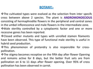 BOTANY:-
The cultivated types were evolved as the selection from inter specifc
cross between above 2 species. The plant is
consisting of hermaphrodite flowers in the peripheral and central zones
in the umbel inflorescence and male flowers in the intermediate zone.
Male sterility controlled by a cytoplasmic factor and one or more
recessive genes has been reported.
Closed anther mutants and types with unrolled stamen filaments
have been observed. This type of functional male sterility is useful in
hybrid seed production.
This phenomenon of protandry is also responsible for cross-
pollination.
The stigma becomes receptive on the fifth day after flower Opening
and remains active for 8 days, but the better fruit sets are from
pollination on 6 to 11 days after flower opening. Over 95% of cross
pollination has been observed in carrot.
 