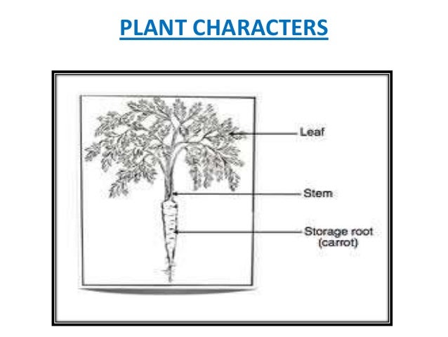 w excelu histogram A Plant Diagram To Radish Of   How And Refrence Guide Gallery