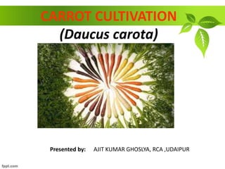 CARROT CULTIVATION
(Daucus carota)
Presented by: AJIT KUMAR GHOSLYA, RCA ,UDAIPUR
 