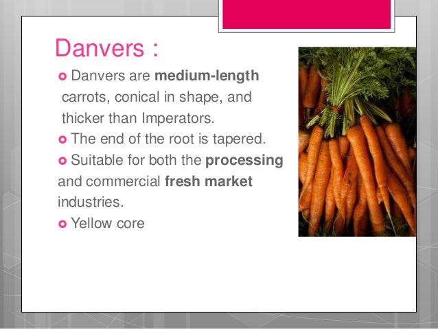 Carrot Production Technology