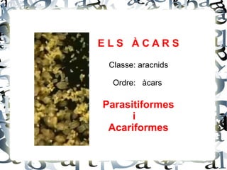 E L S  À C A R S Classe: aracnids Ordre:  àcars  Parasitiformes i  Acariformes 